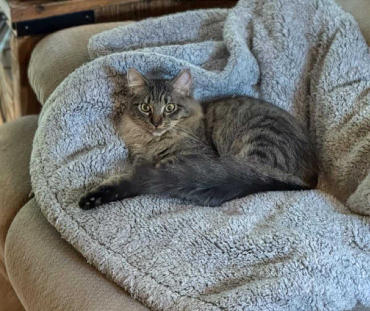 Nectar, Adoptable, Young Female Domestic Medium Hair.