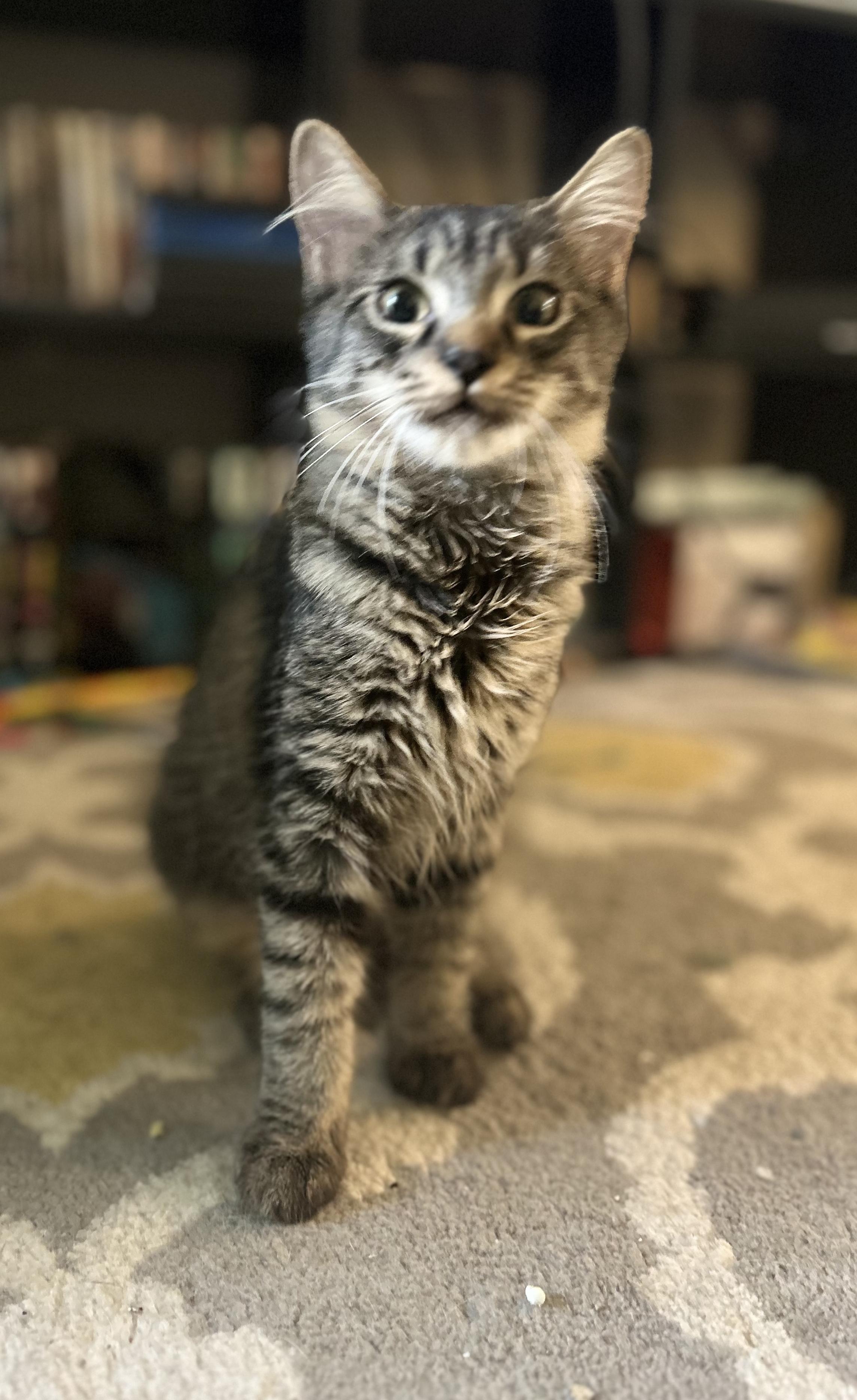 Enlarge Nectar, a Adoptable Domestic Medium Hair in Murfreesboro, TN image 5/6