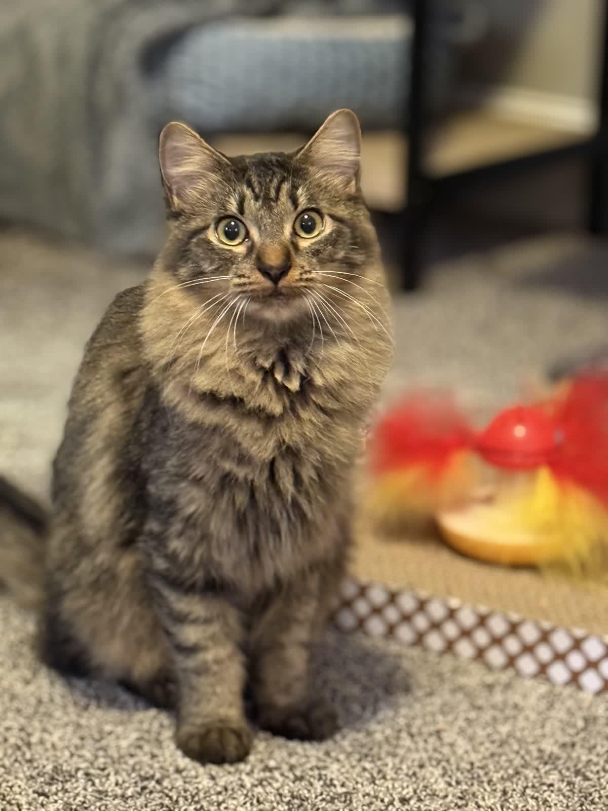 Enlarge Nectar, a Adoptable Domestic Medium Hair in Murfreesboro, TN image 2/6