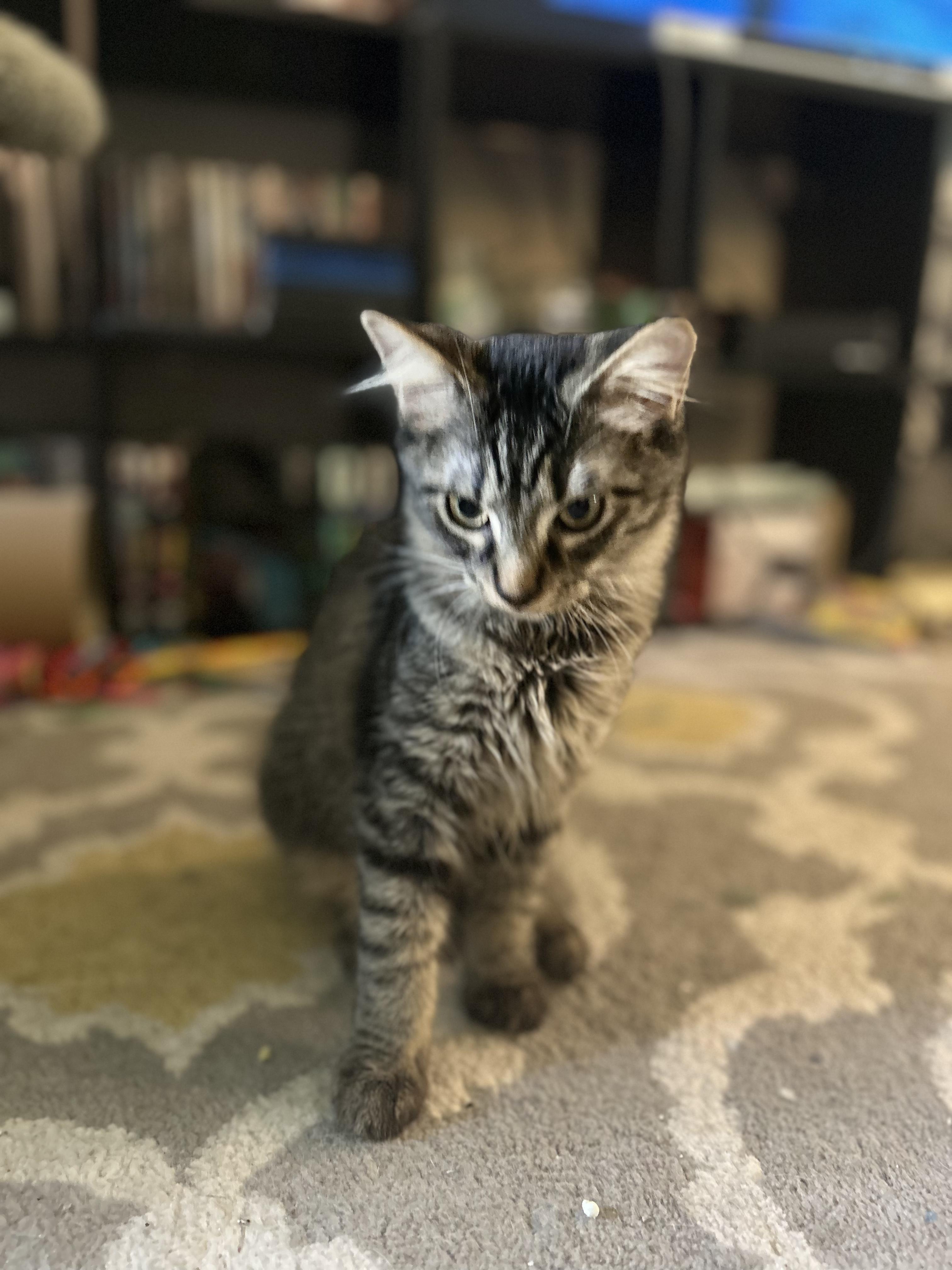 Enlarge Nectar, a Adoptable Domestic Medium Hair in Murfreesboro, TN image 6/6