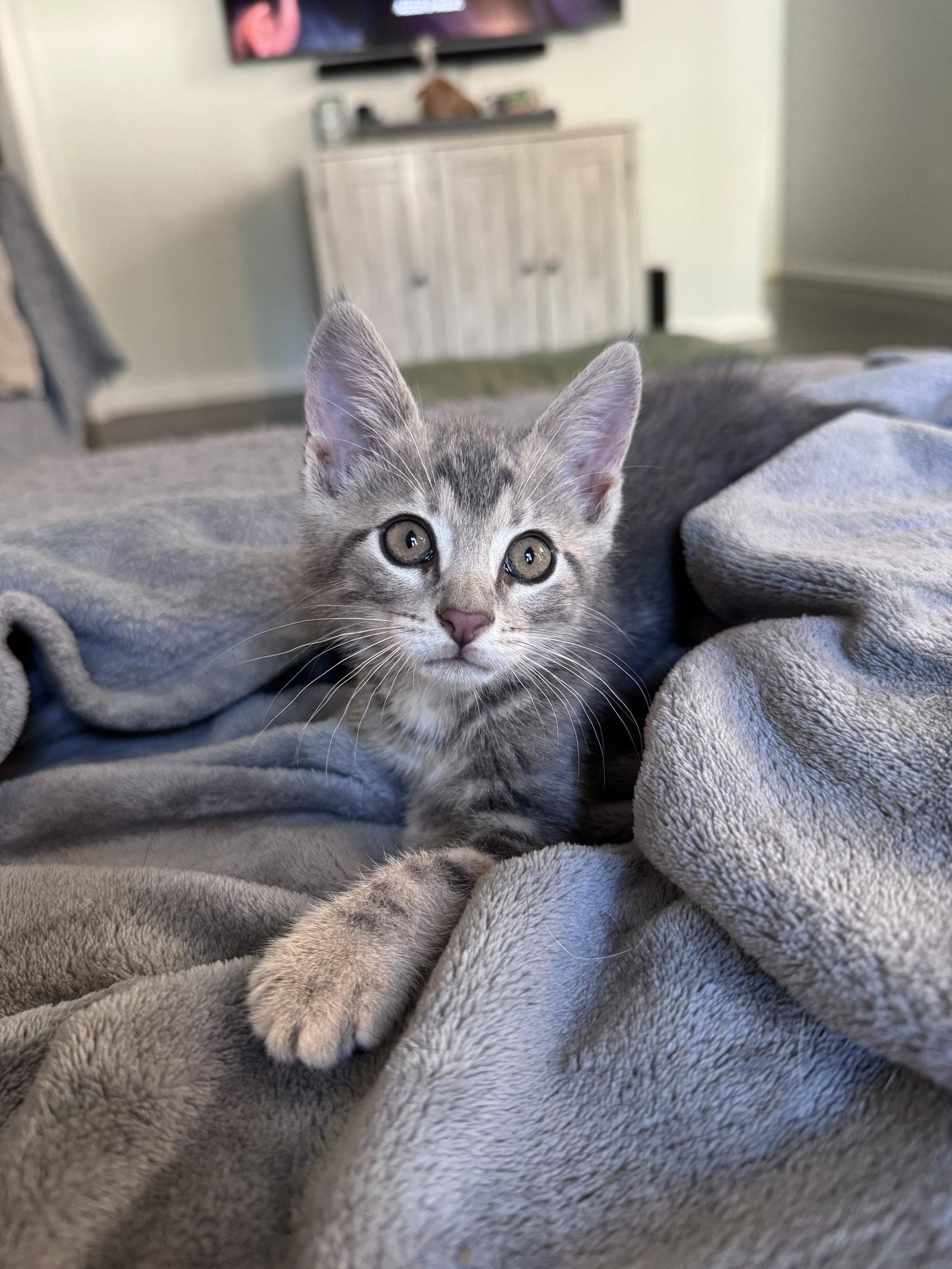 Mr. Business, a Adopted American Shorthair in Greenville, SC image 2/3