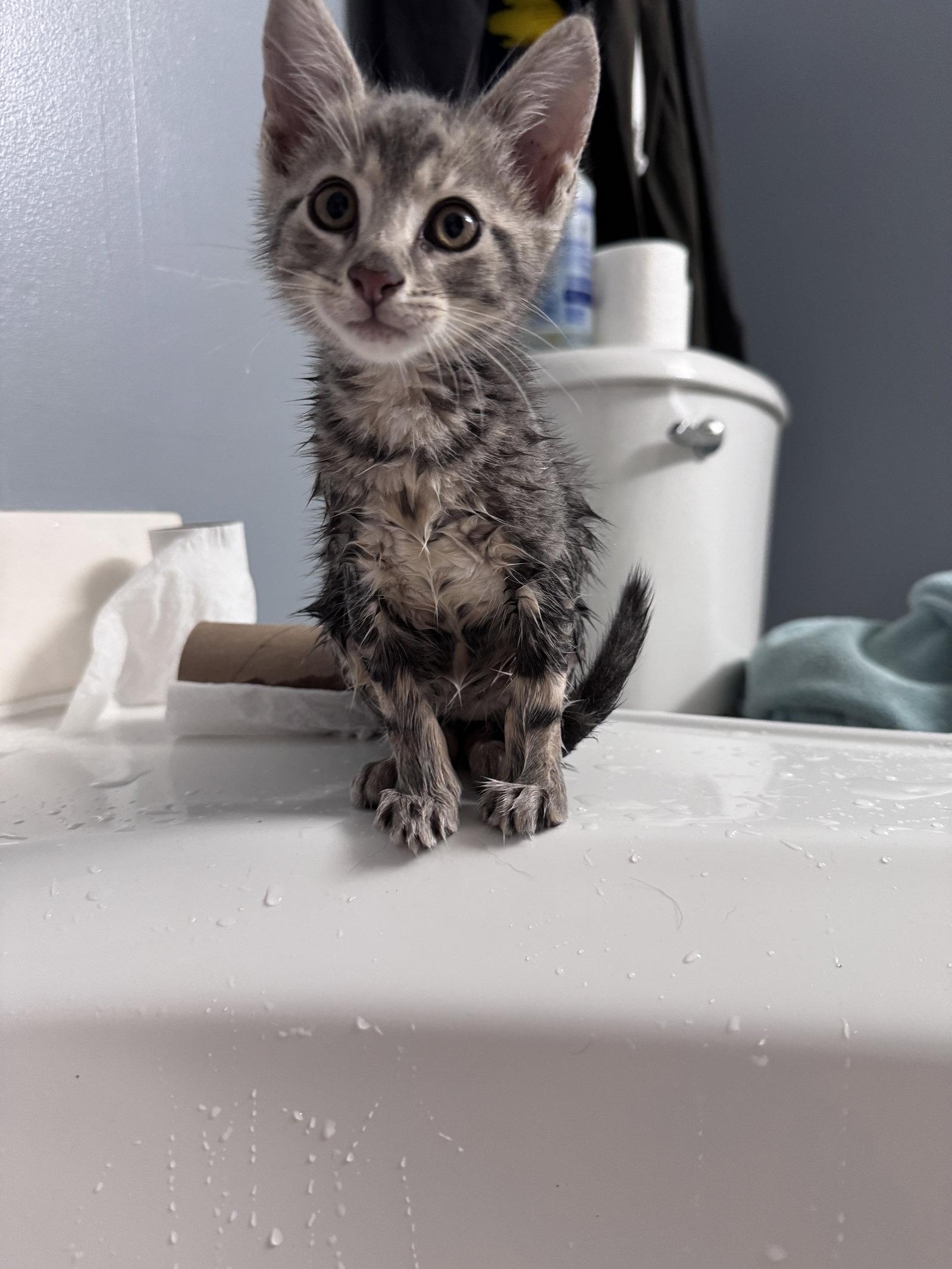Mr. Business, a Adopted American Shorthair in Greenville, SC image 3/3