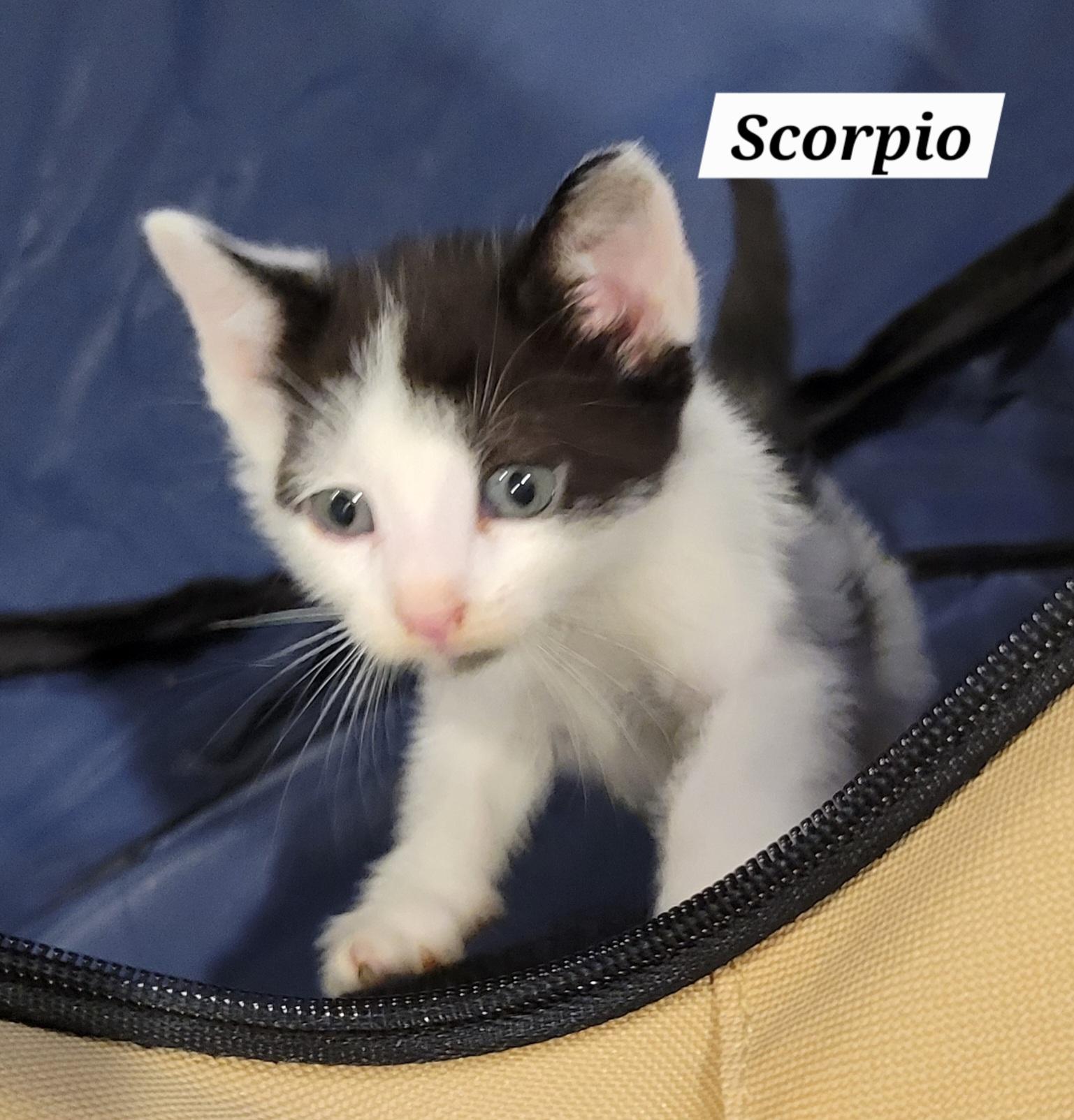Scorpio - Zodiac Litter, Adoptable, Kitten Male Domestic Short Hair.