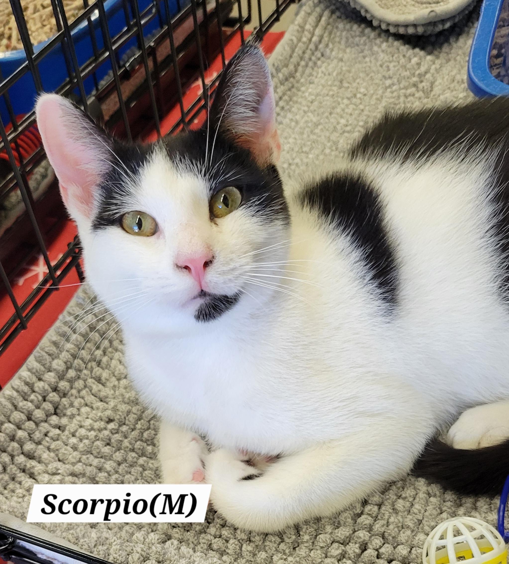 Enlarge Scorpio - Zodiac Litter, a Adoptable Domestic Short Hair in Green Brook, NJ image 1/1