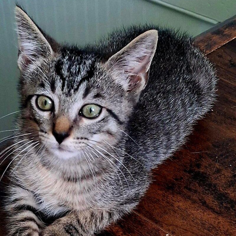 Hector Faith — thumbnail 4