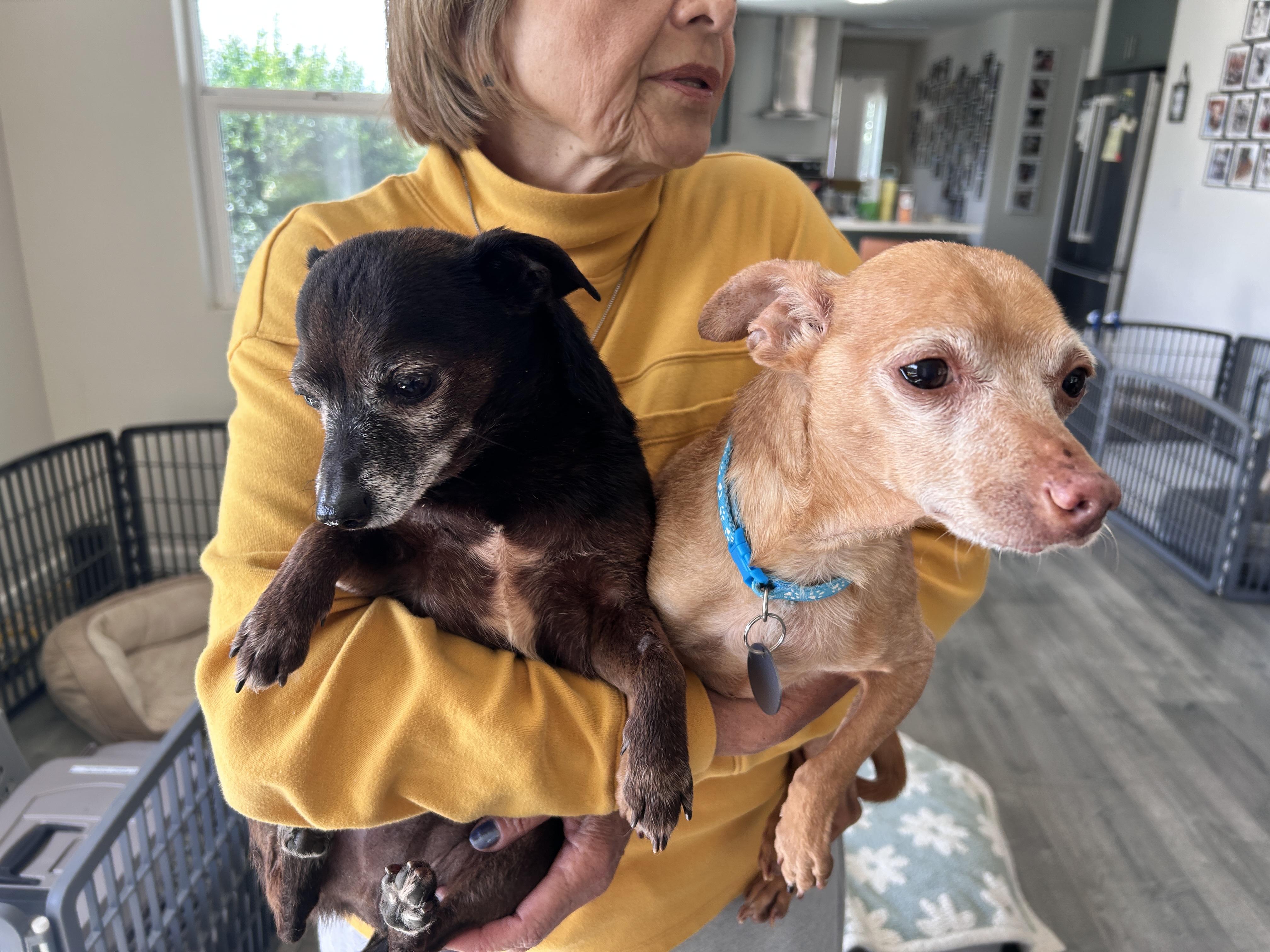Timon and Zazu, a ADOPTABLE Chihuahua in Camarillo, CA image 2/3