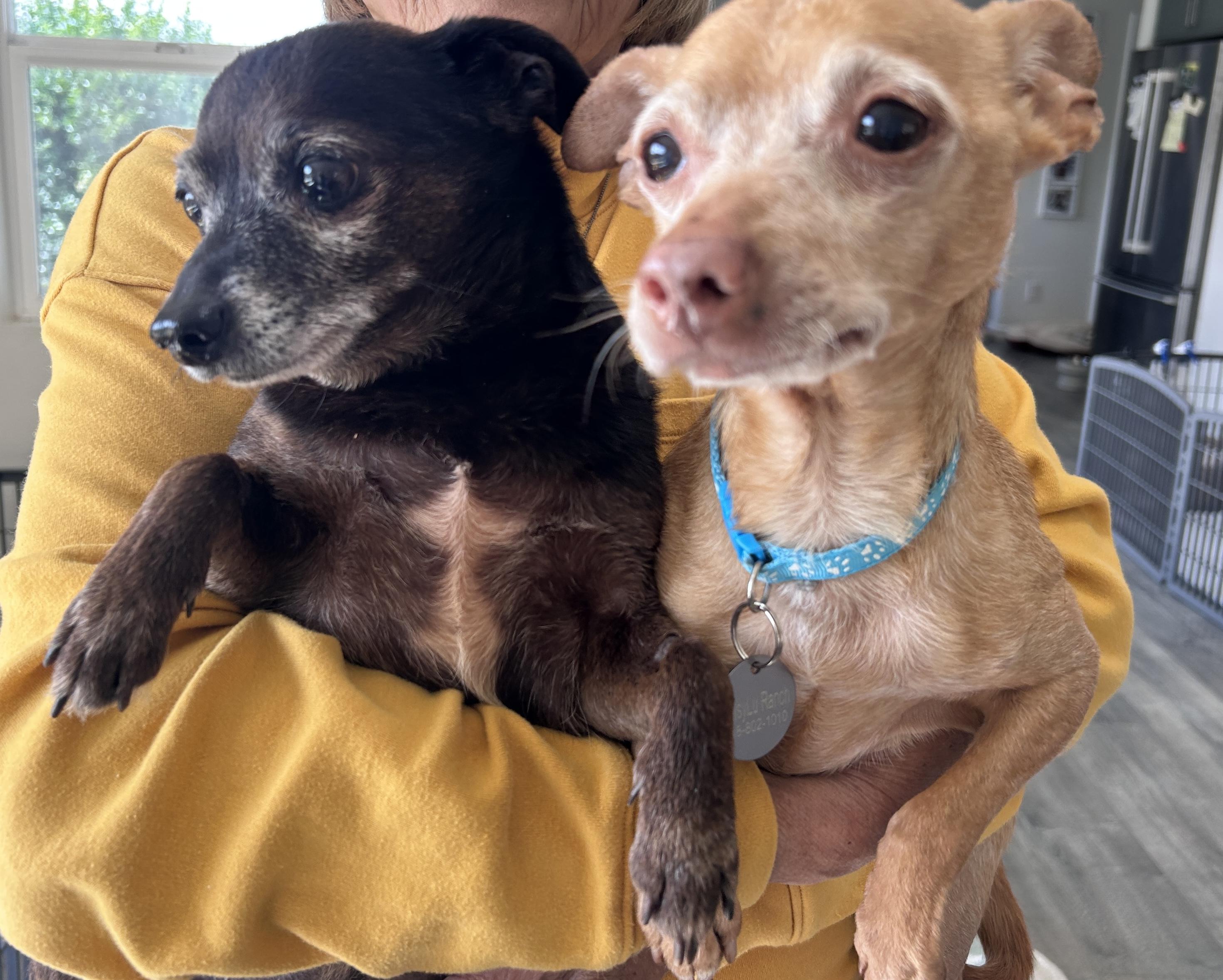 Timon and Zazu, a ADOPTABLE Chihuahua in Camarillo, CA image 1/3