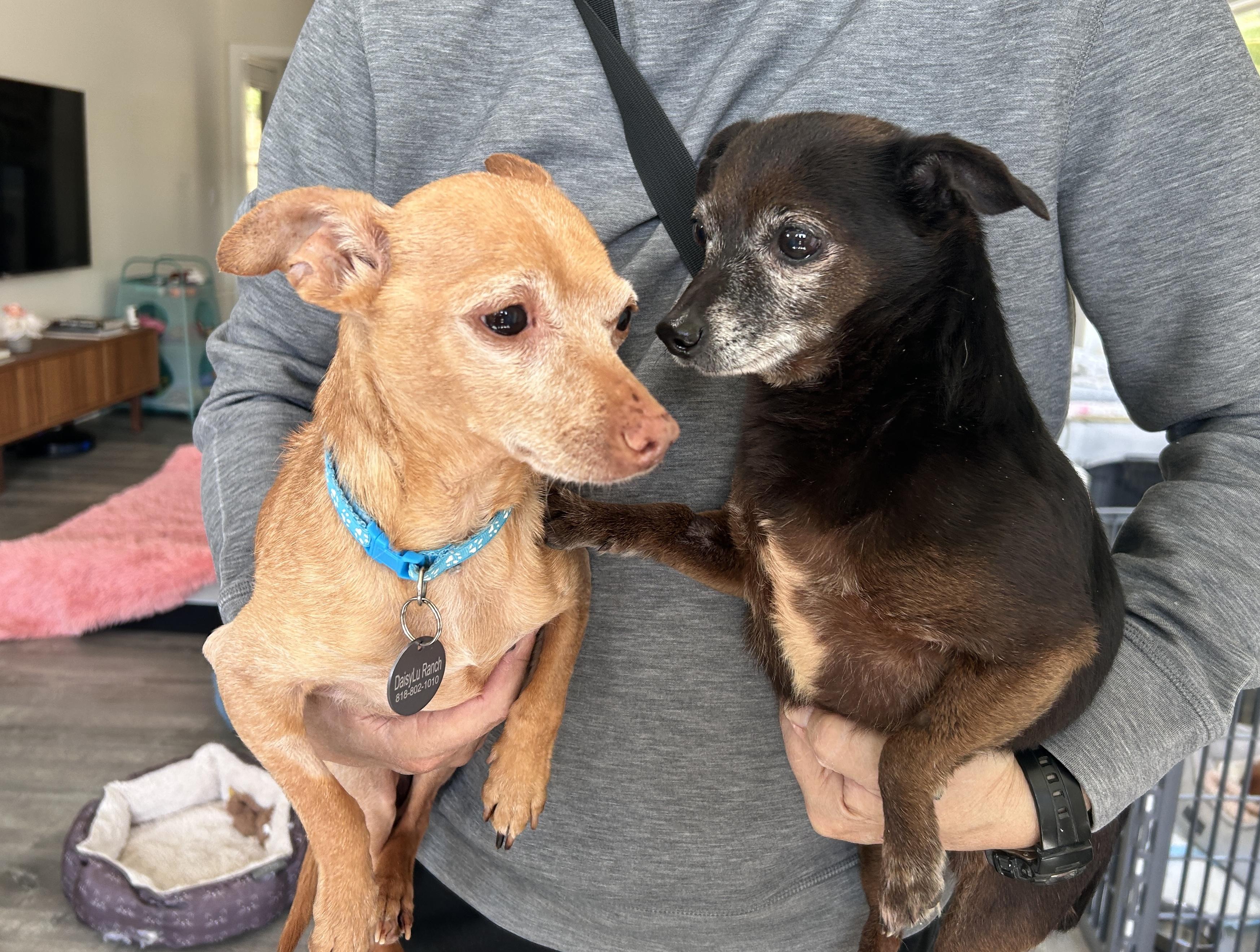Timon and Zazu, a ADOPTABLE Chihuahua in Camarillo, CA image 3/3