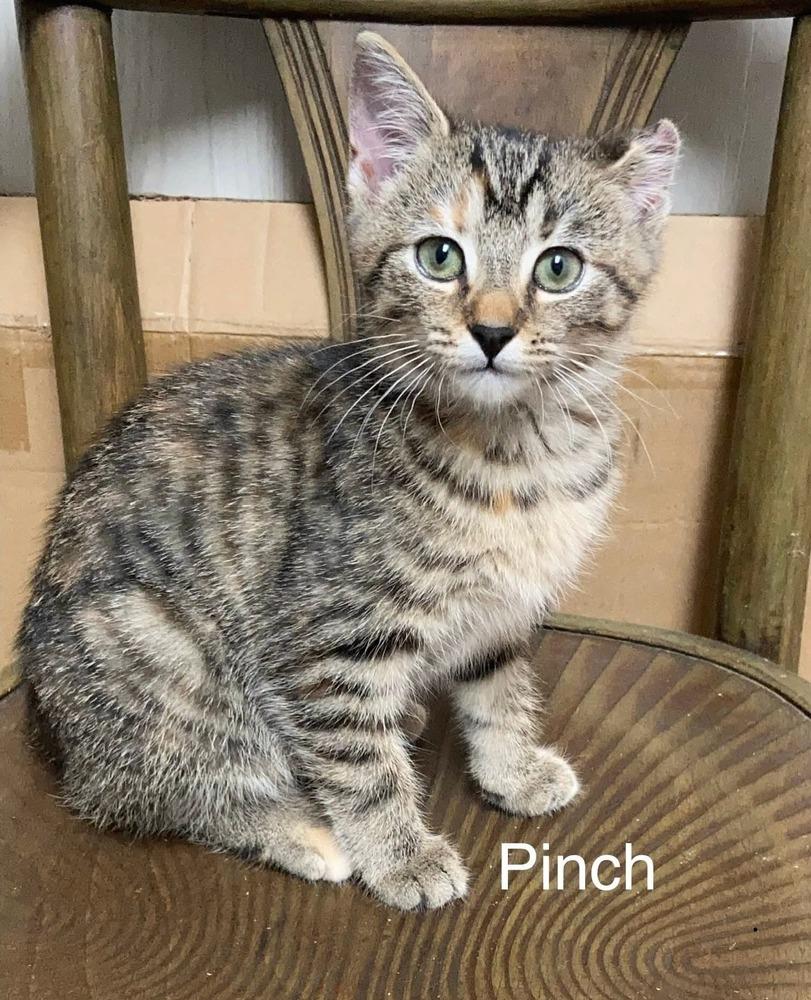 Pinch, Adoptable, Kitten Female Domestic Short Hair.