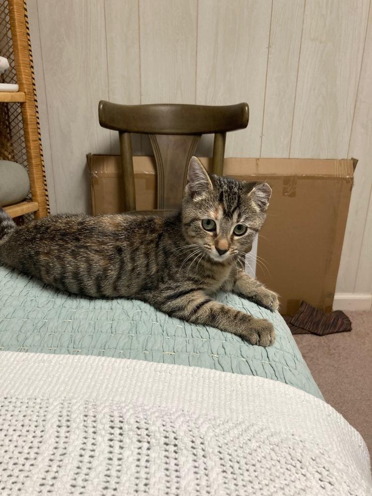 Enlarge Pinch, a Adoptable Domestic Short Hair in Louisa, VA image 2/3