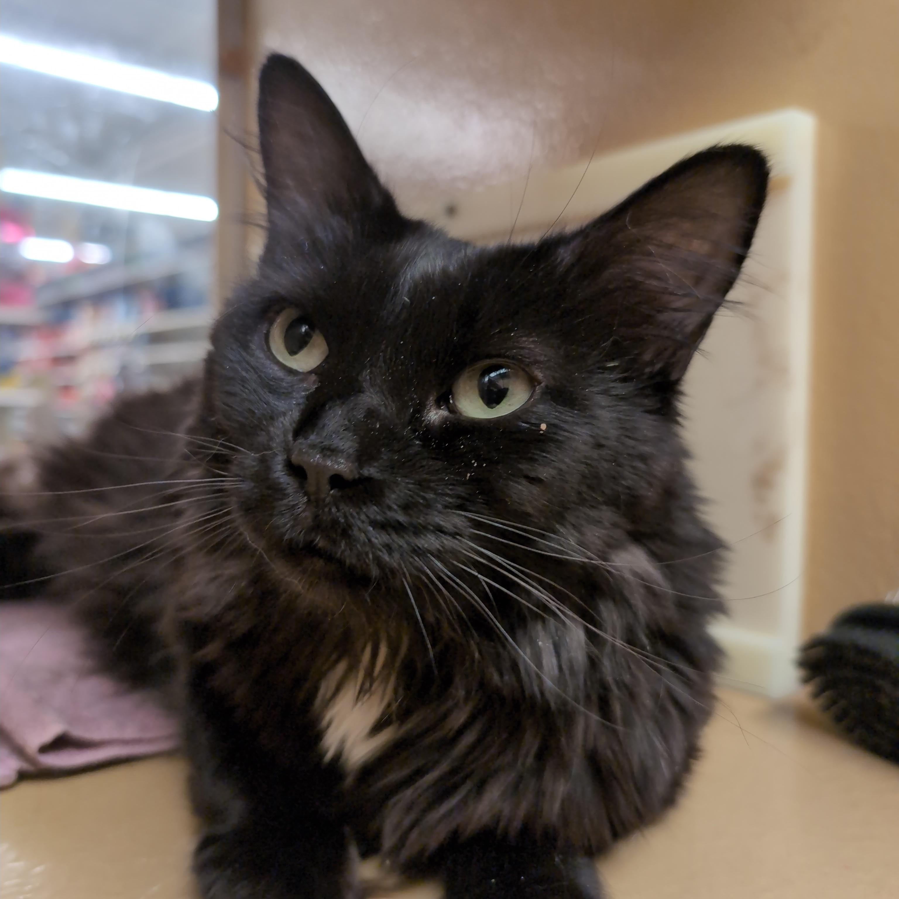 Phoenix, an adopted Domestic Long Hair in Cambridge, MA image 1/4
