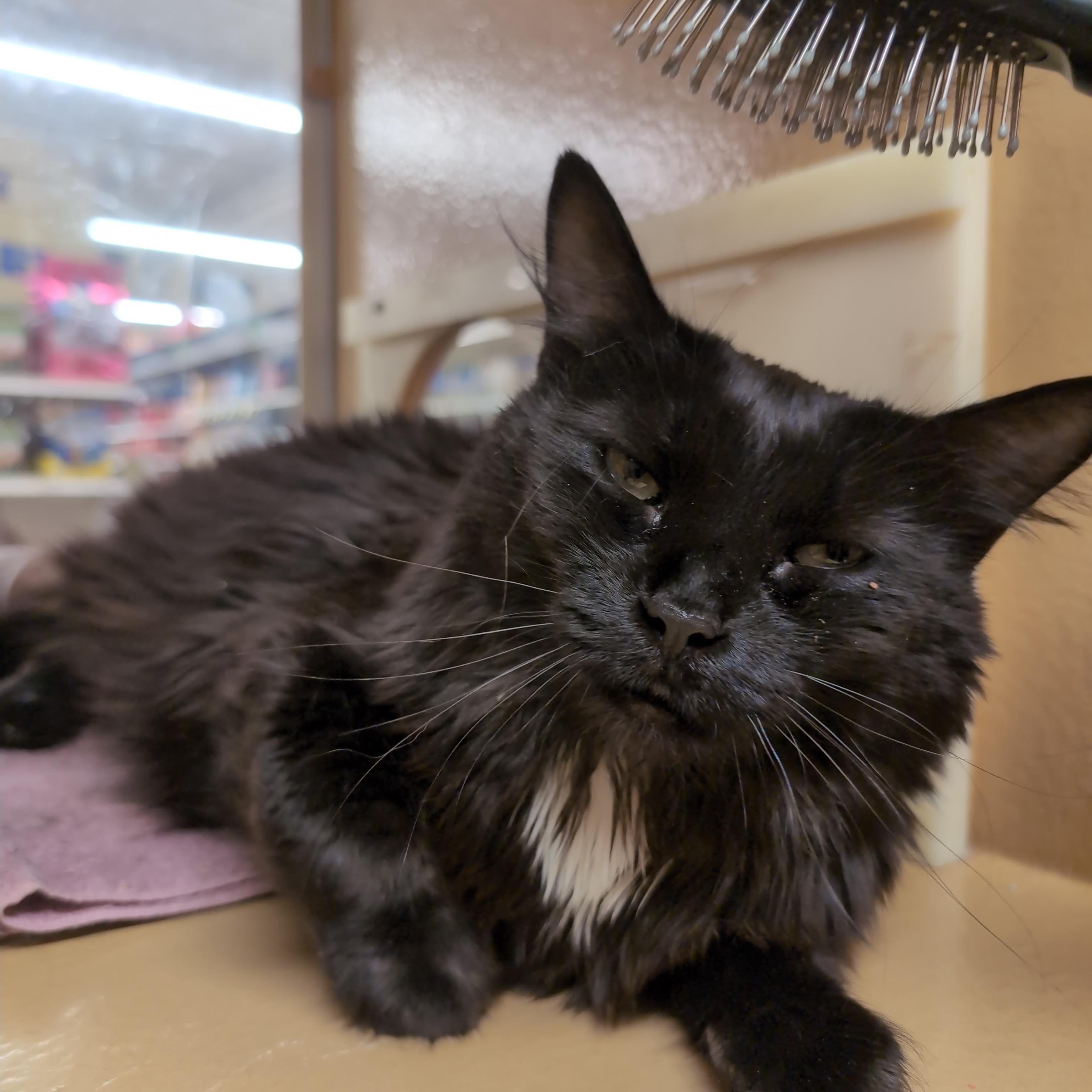 Phoenix, an adopted Domestic Long Hair in Cambridge, MA image 4/4