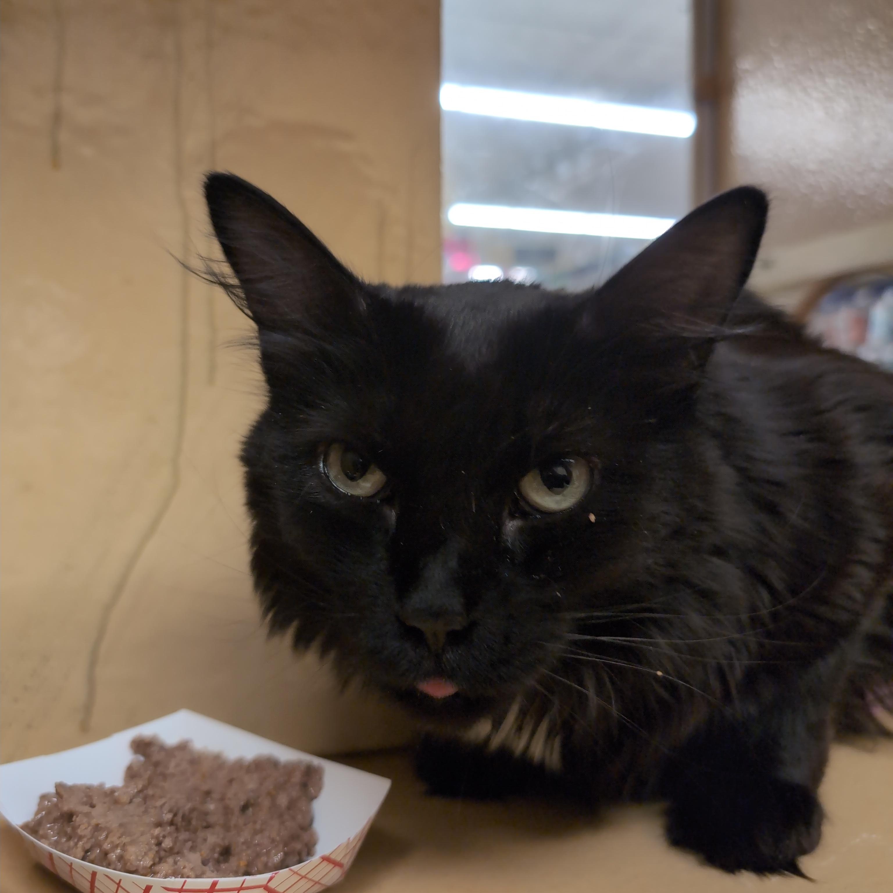 Phoenix, an adopted Domestic Long Hair in Cambridge, MA image 3/4