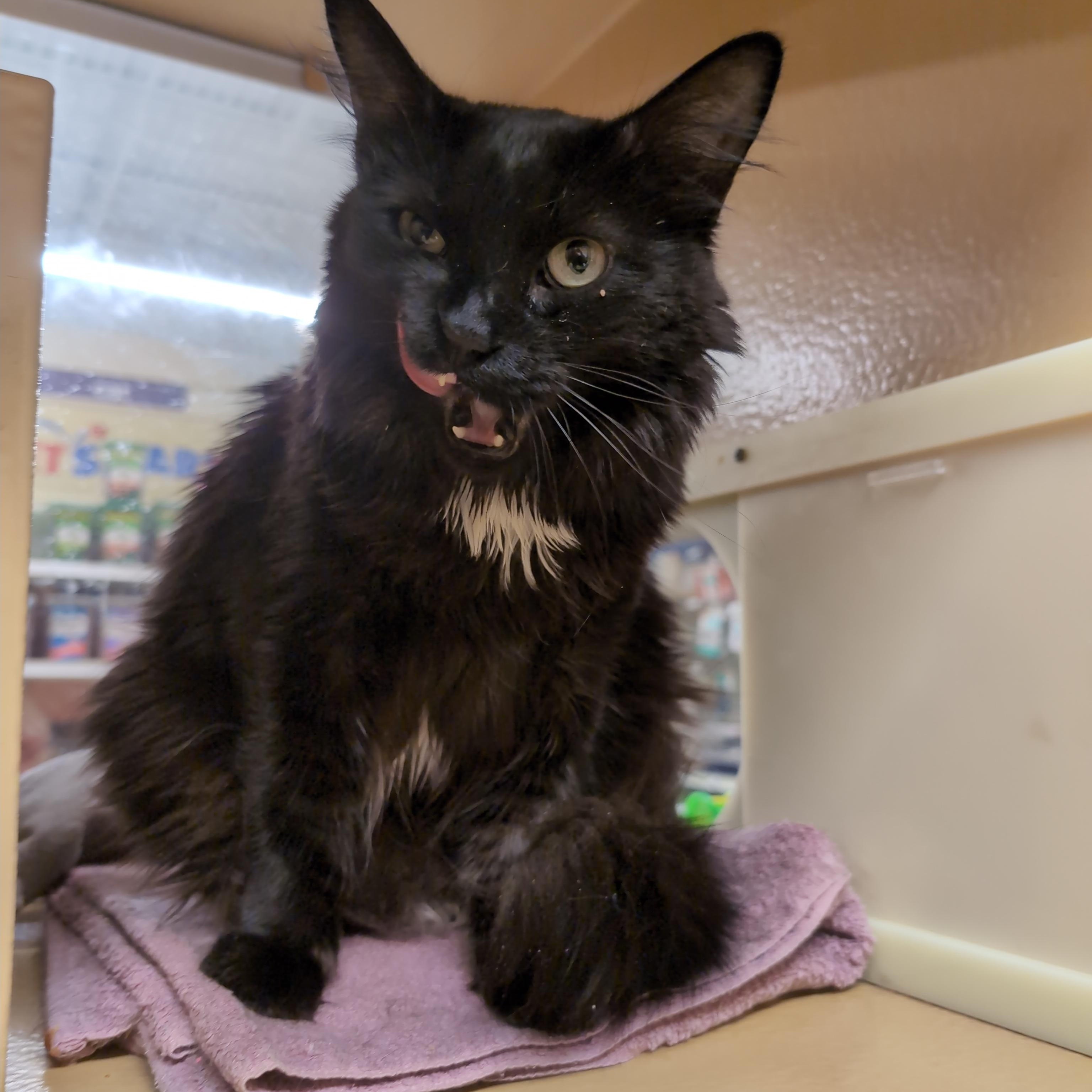 Phoenix, an adopted Domestic Long Hair in Cambridge, MA image 2/4