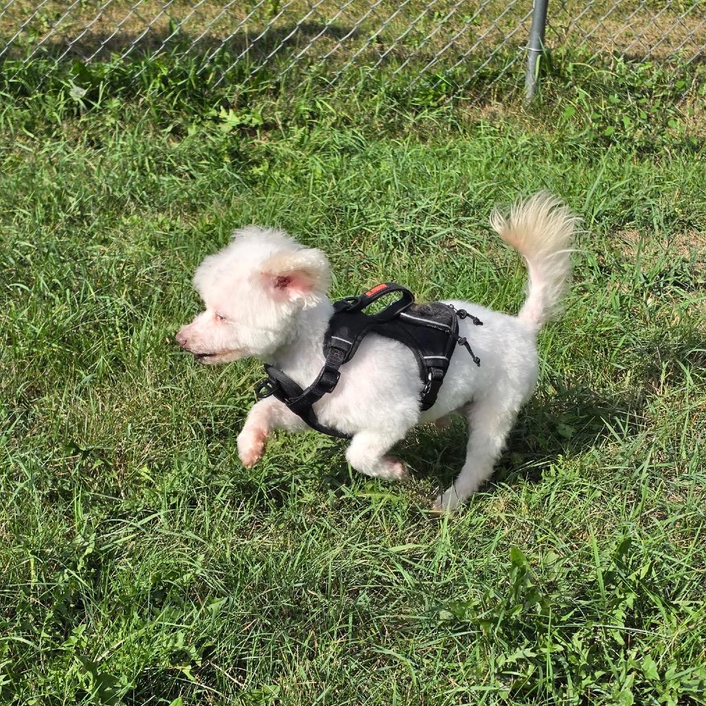 Baby Dog, Adoptable, Senior Male Bichon Frise.