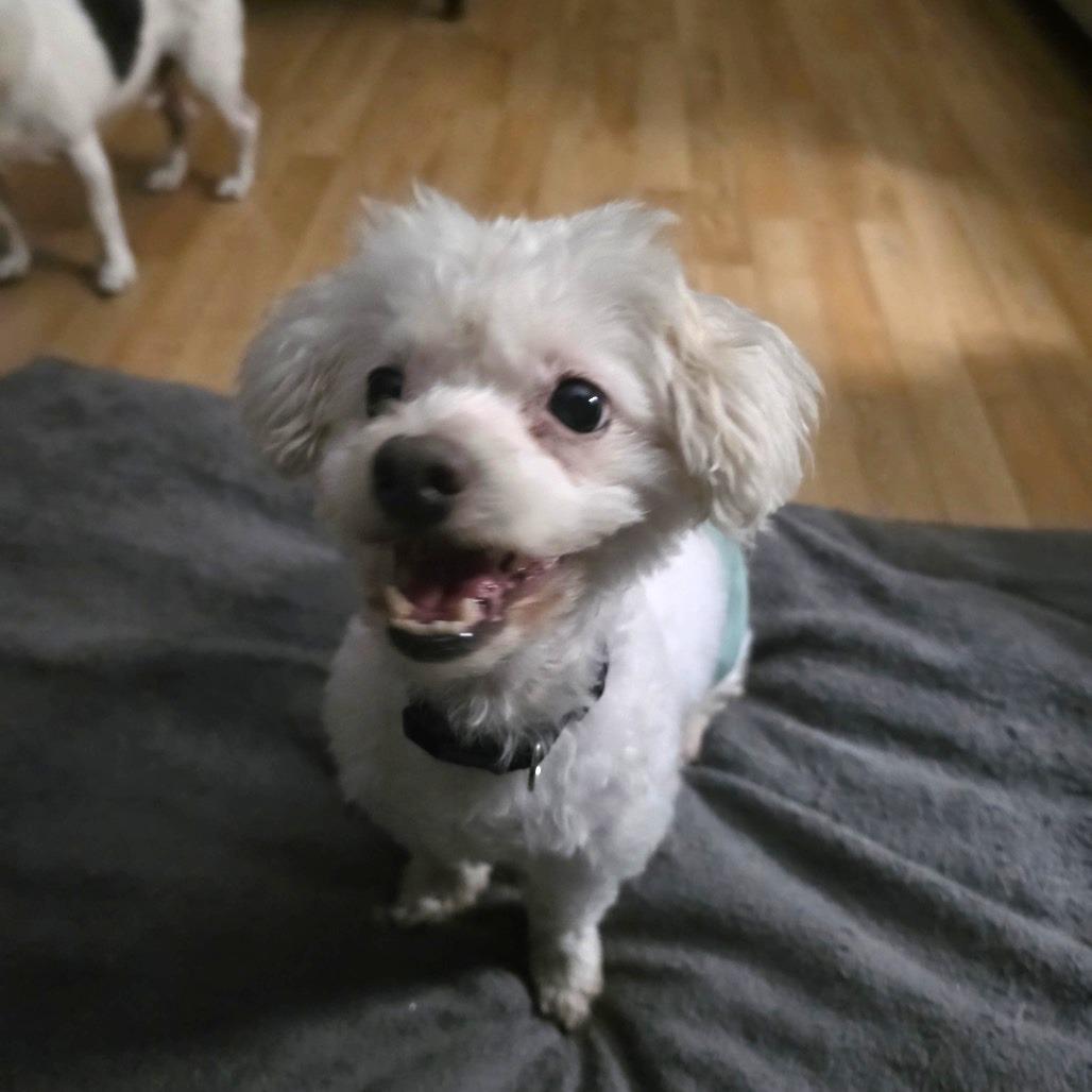 Enlarge Baby Dog, a Adoptable Bichon Frise in Saint Cloud, MN image 2/6