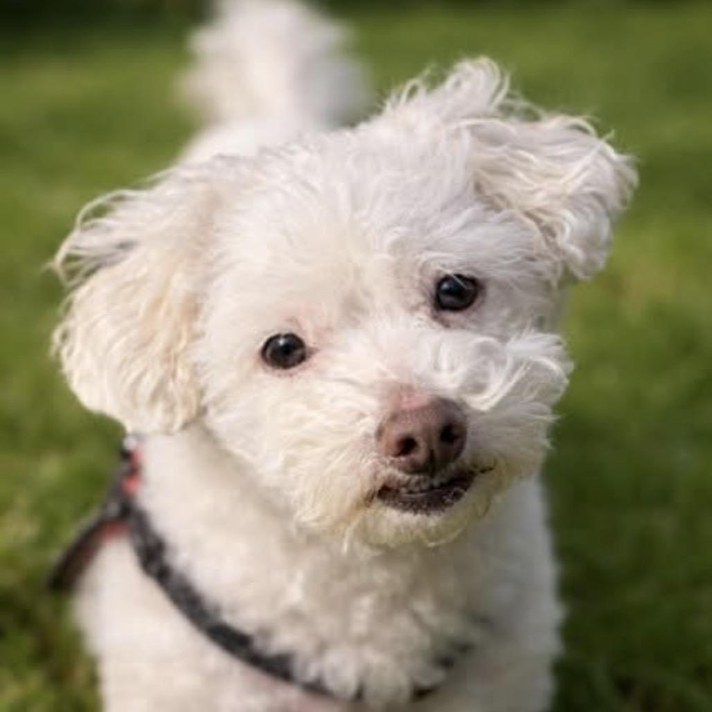 Enlarge Baby Dog, a Adoptable Bichon Frise in Saint Cloud, MN image 2/6