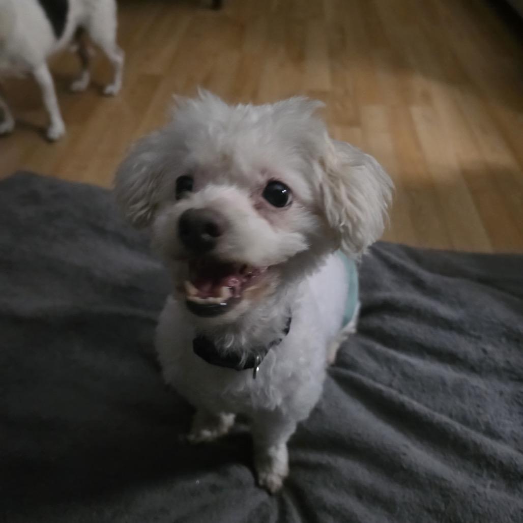 Enlarge Baby Dog, a Adoptable Bichon Frise in Saint Cloud, MN image 3/6