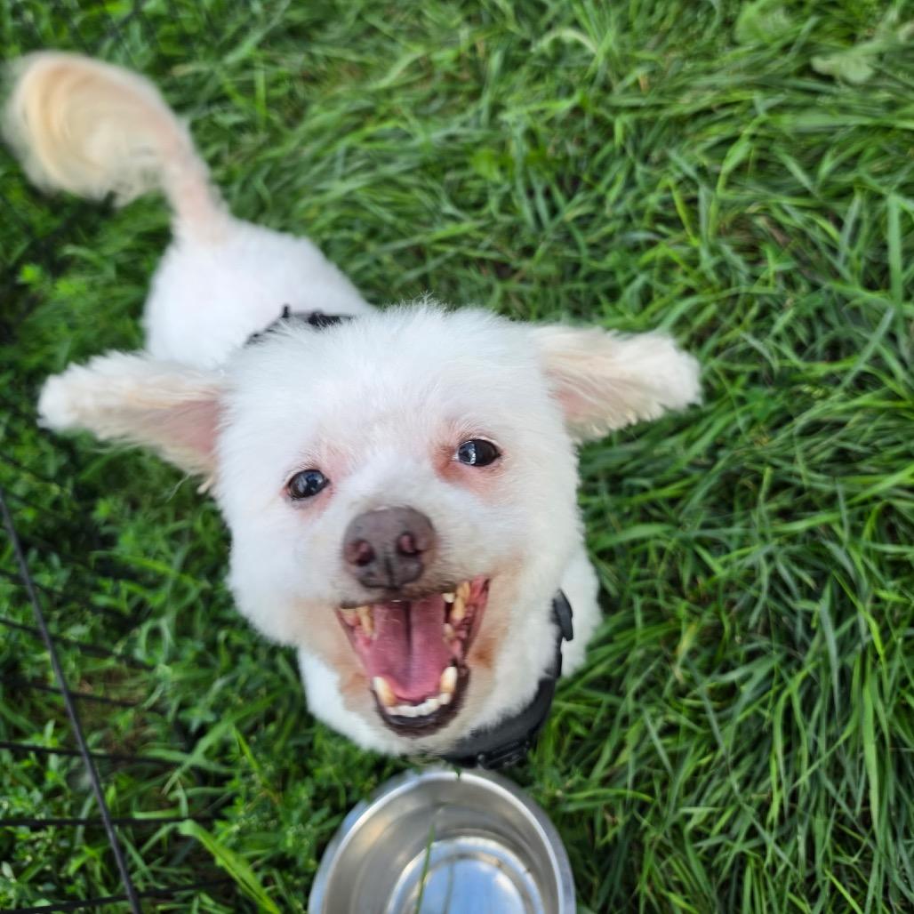 Enlarge Baby Dog, a Adoptable Bichon Frise in Saint Cloud, MN image 4/6