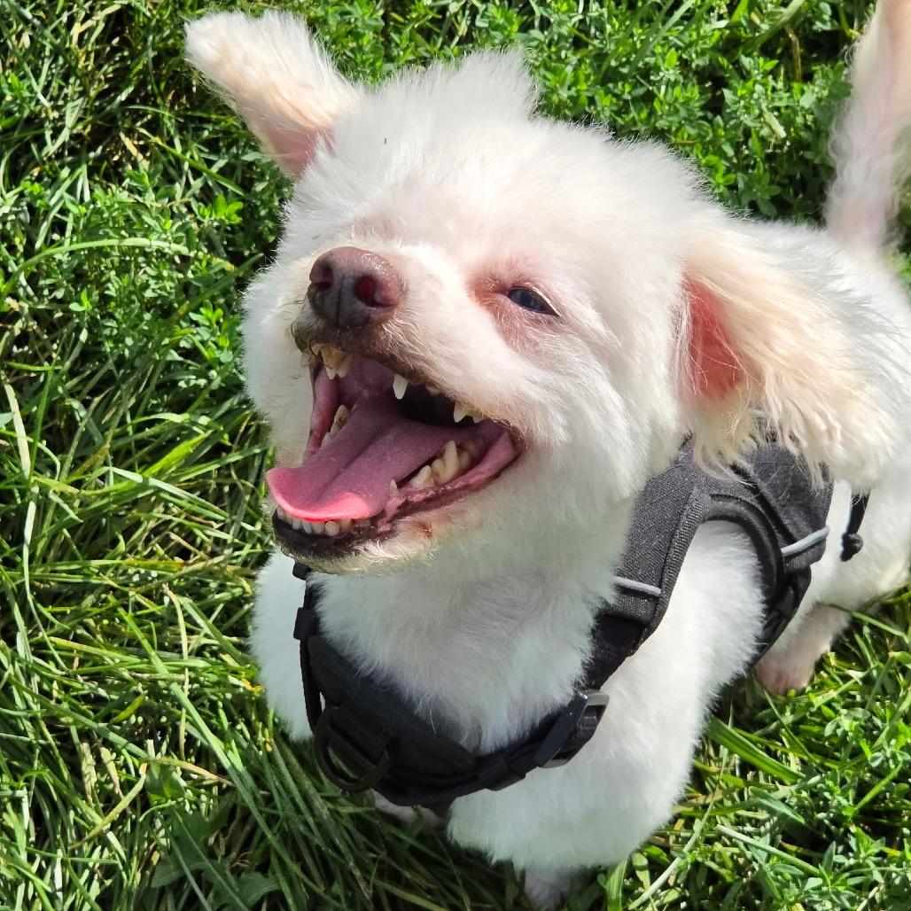 Enlarge Baby Dog, a Adoptable Bichon Frise in Saint Cloud, MN image 5/6
