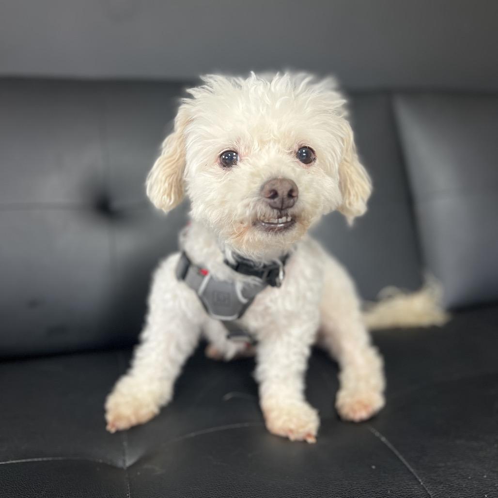 Enlarge Baby Dog, a Adoptable Bichon Frise in Saint Cloud, MN image 6/6
