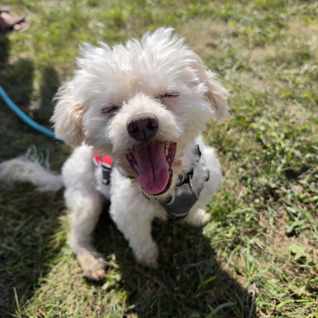 Enlarge Baby Dog, a Adoptable Bichon Frise in Saint Cloud, MN image 6/6