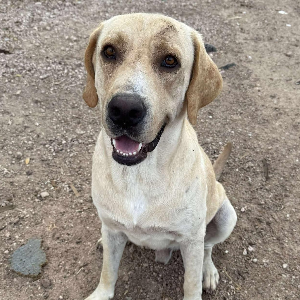 Dug, an adopted Yellow Labrador Retriever in PLAINFIELD, CT image 1/2