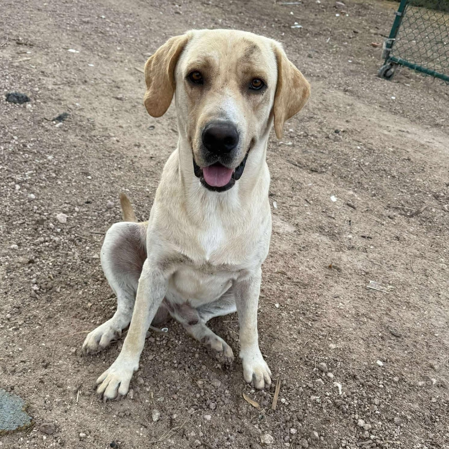 Dug, an adopted Yellow Labrador Retriever in PLAINFIELD, CT image 2/2