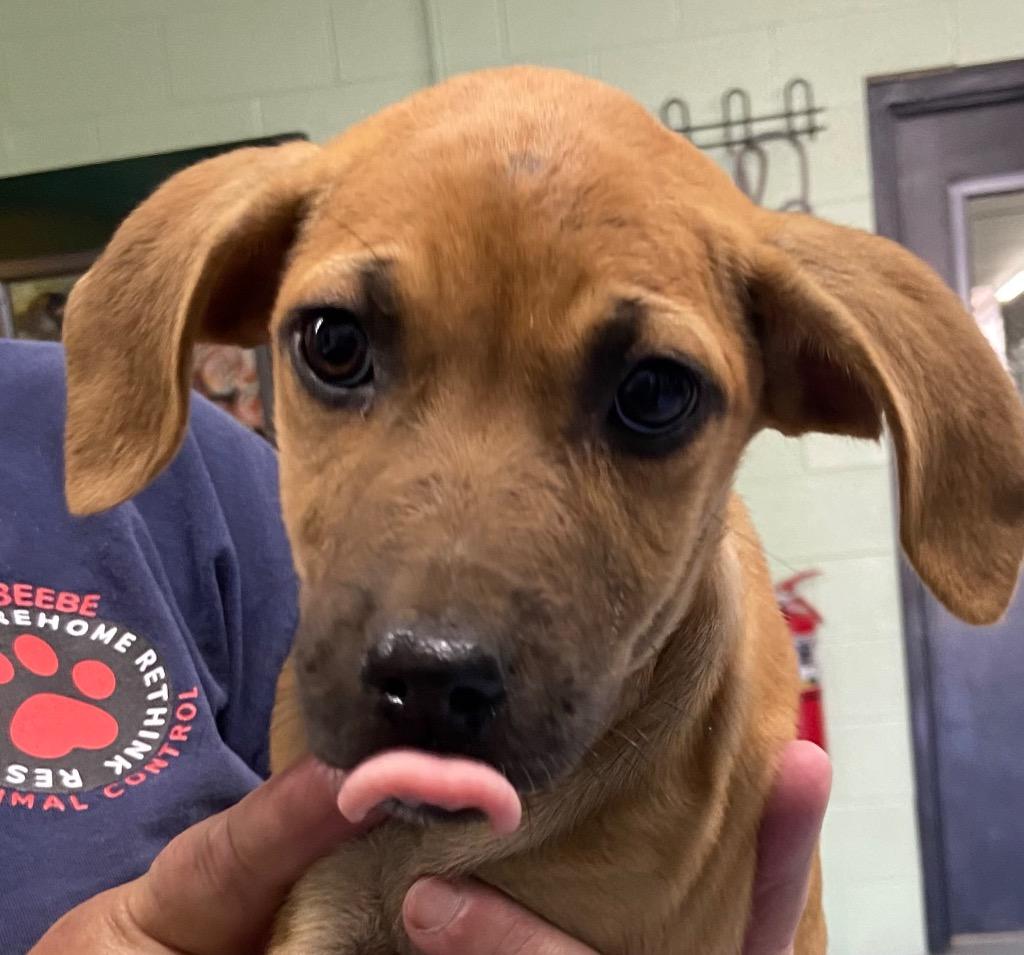 Enlarge Sookie, a Adoptable Hound in Beebe, AR image 1/2