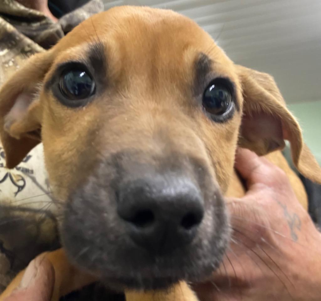 Enlarge Sookie, a Adoptable Hound in Beebe, AR image 2/2