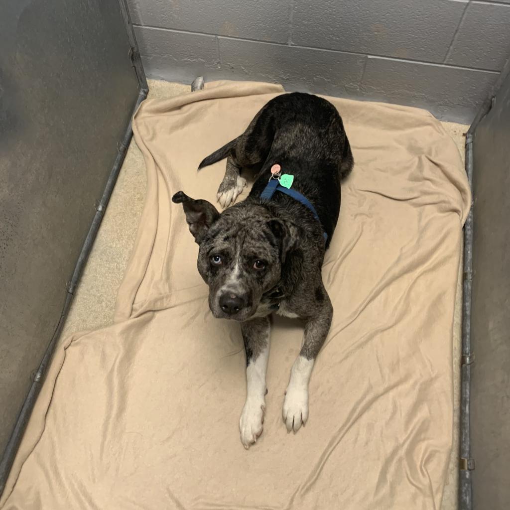 Ghost, Adoptable, Adult Male American Staffordshire Terrier.