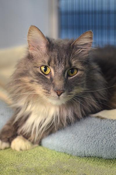 Enlarge Chewbacca @ Petsmart, an adopted mixed breed in Rapid City, SD image 2/3