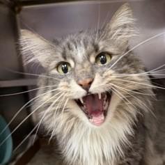 Enlarge Chewbacca @ Petsmart, an adopted mixed breed in Rapid City, SD image 3/3