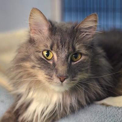 Enlarge Chewbacca @ Petsmart, an adopted mixed breed in Rapid City, SD image 1/3