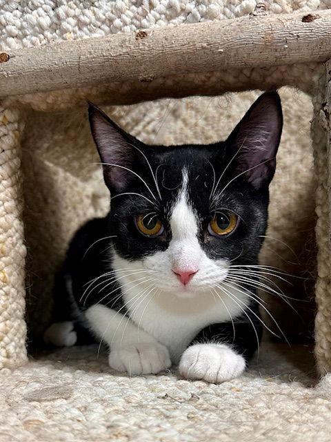 Cappuccino thumbnail 3