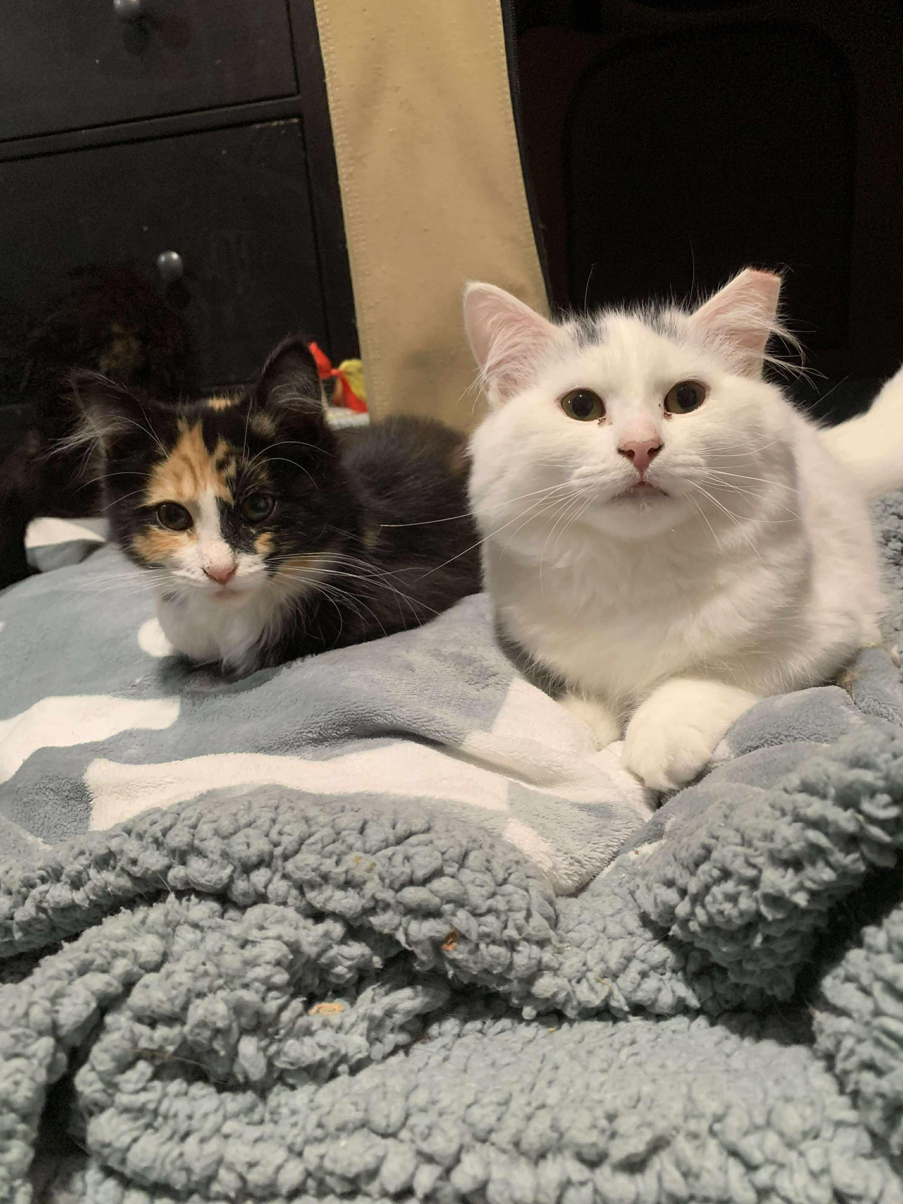 Enlarge Frosty, a Adoptable Domestic Long Hair in Zephyr, ON image 1/1