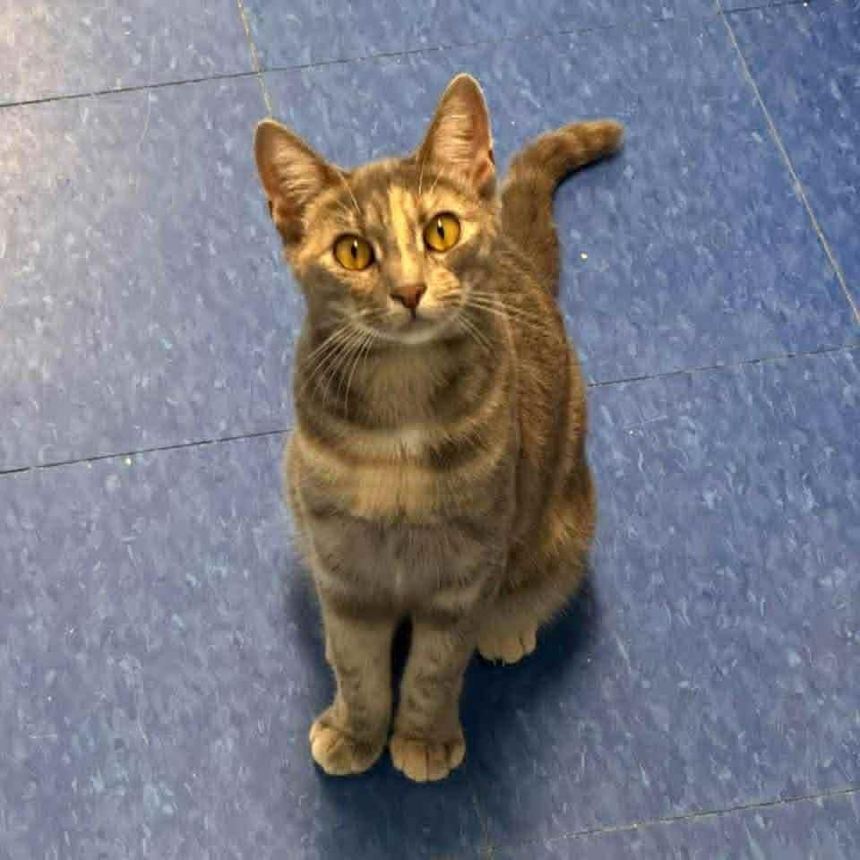 Lilo, a Adoptable Domestic Short Hair in Bridgewater, NJ image 1/2