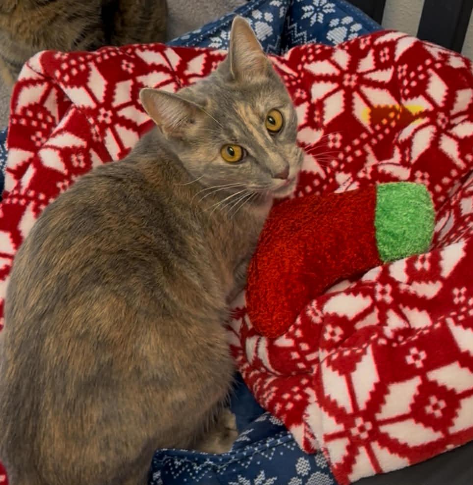 Lilo, a Adoptable Domestic Short Hair in Bridgewater, NJ image 2/2