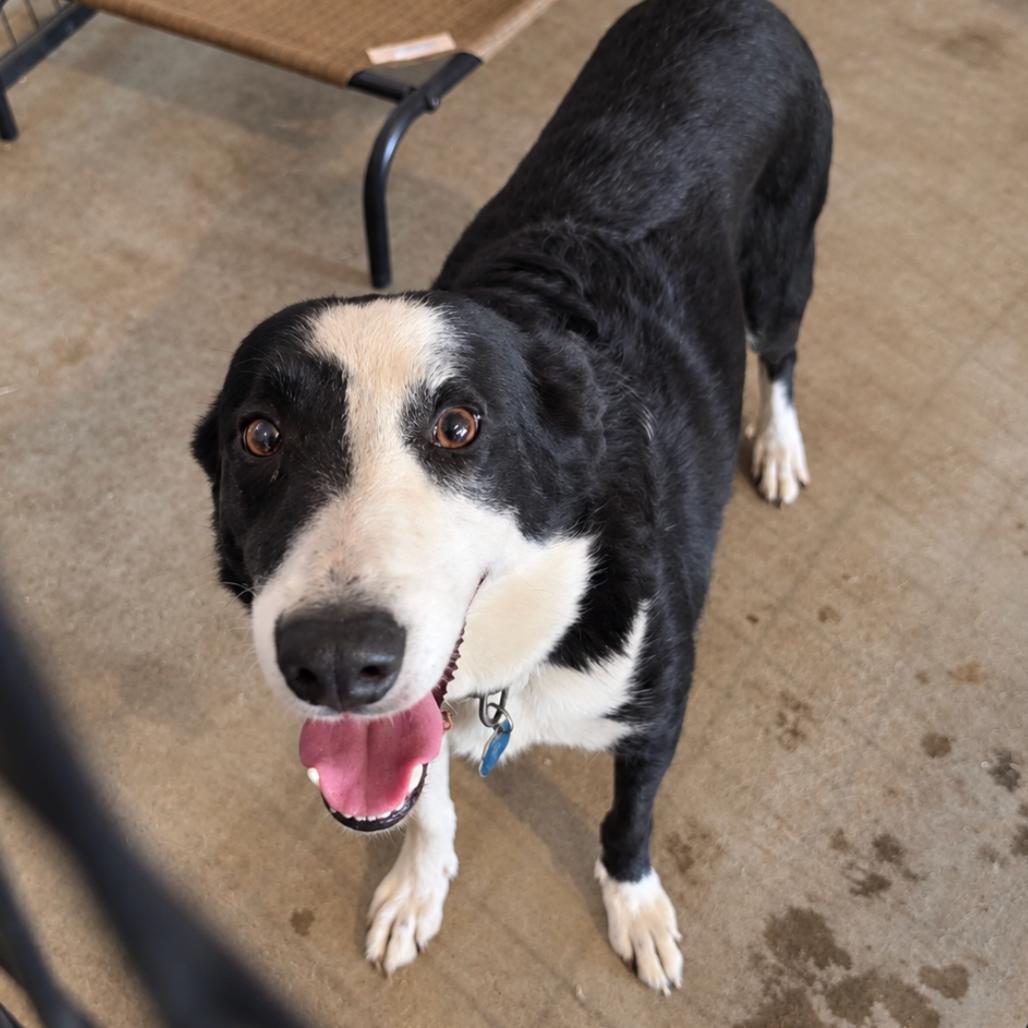 Enlarge Rosie, a Adoptable Border Collie in Rogersville, MO image 2/4