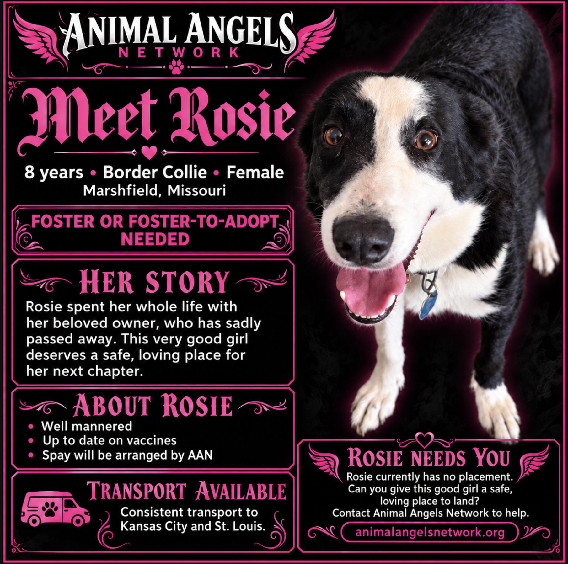 Enlarge Rosie, a Adoptable Border Collie in Rogersville, MO image 1/4