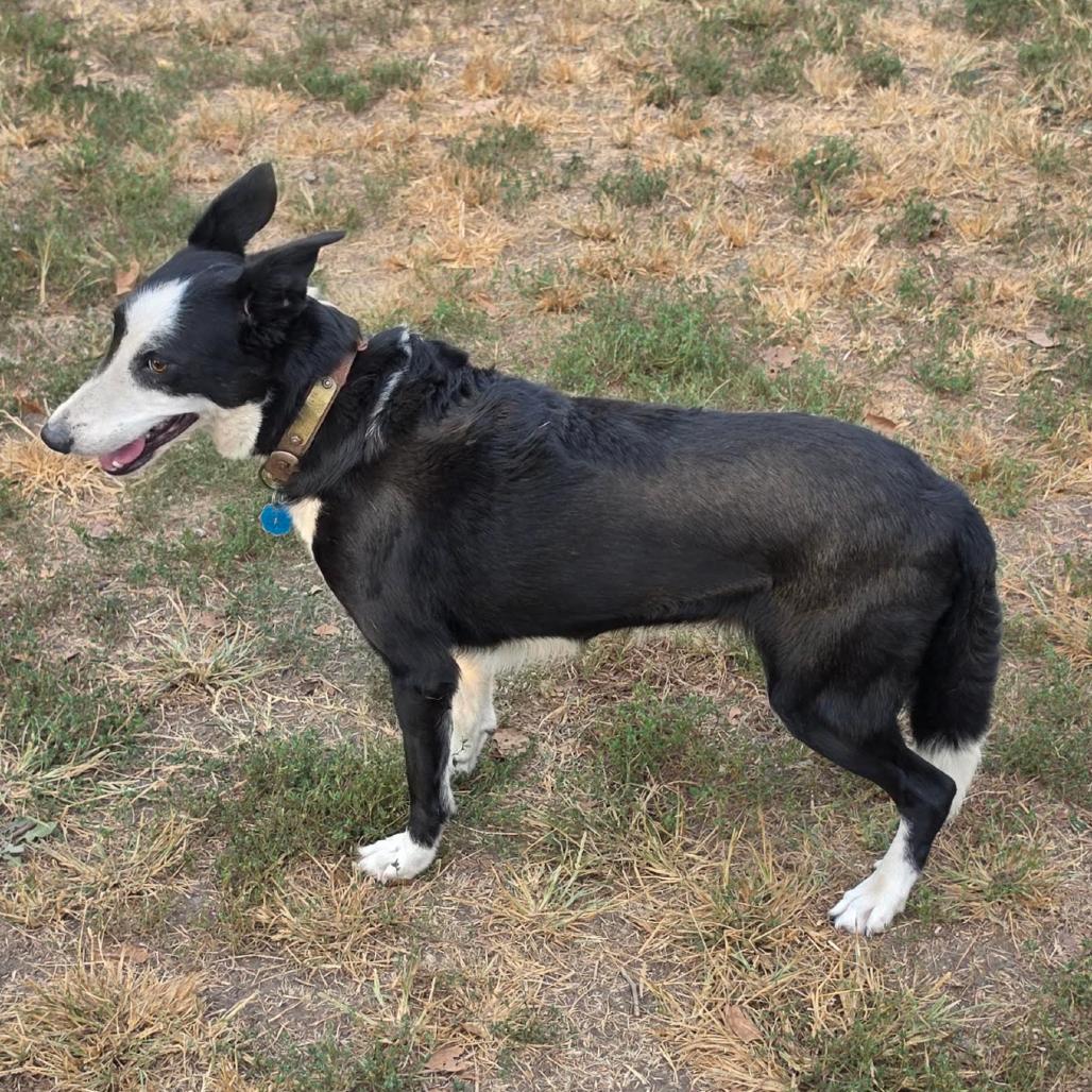 Enlarge Rosie, a Adoptable Border Collie in Rogersville, MO image 4/4