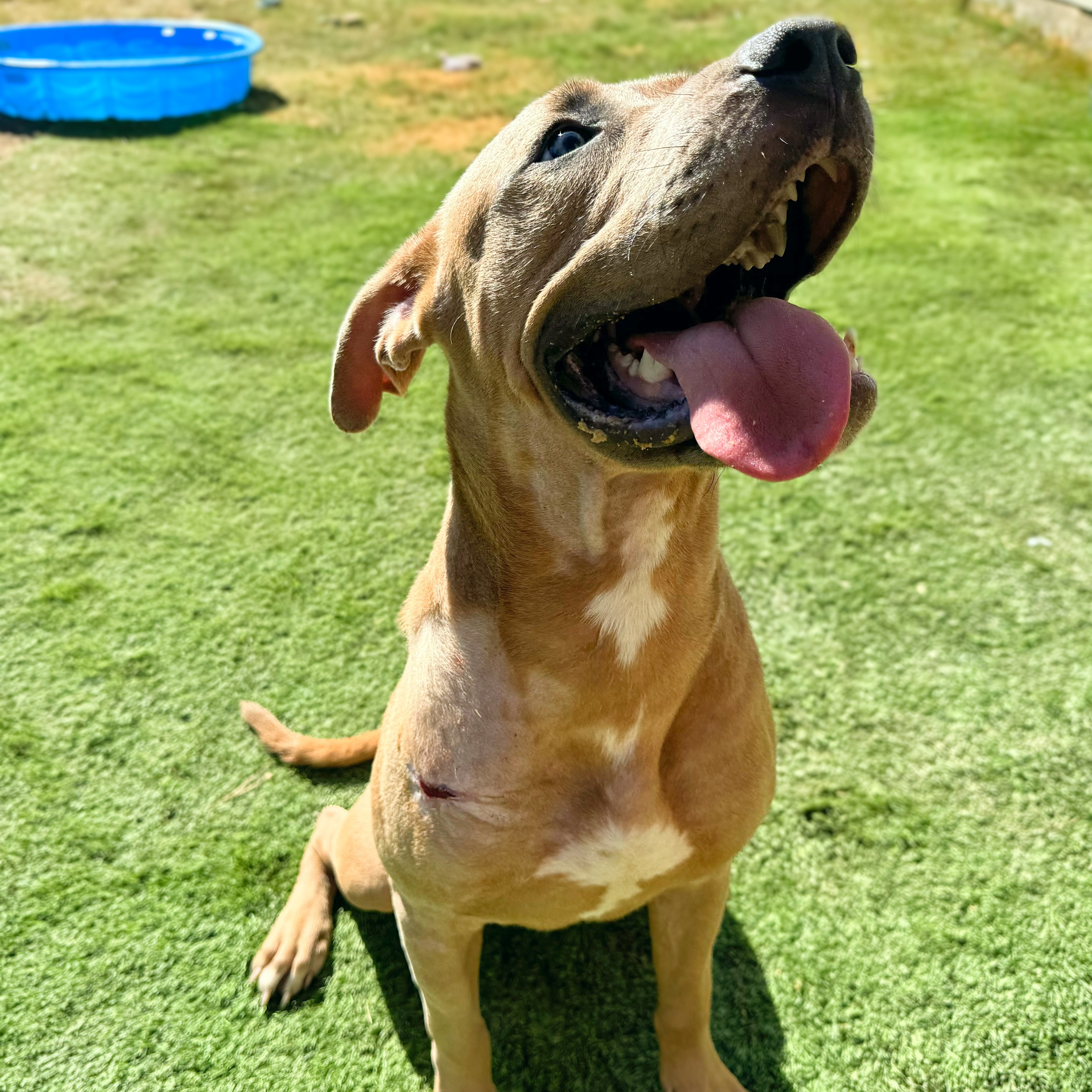 Duke, Adoptable, Young Male Mastiff & American Staffordshire Terrier.