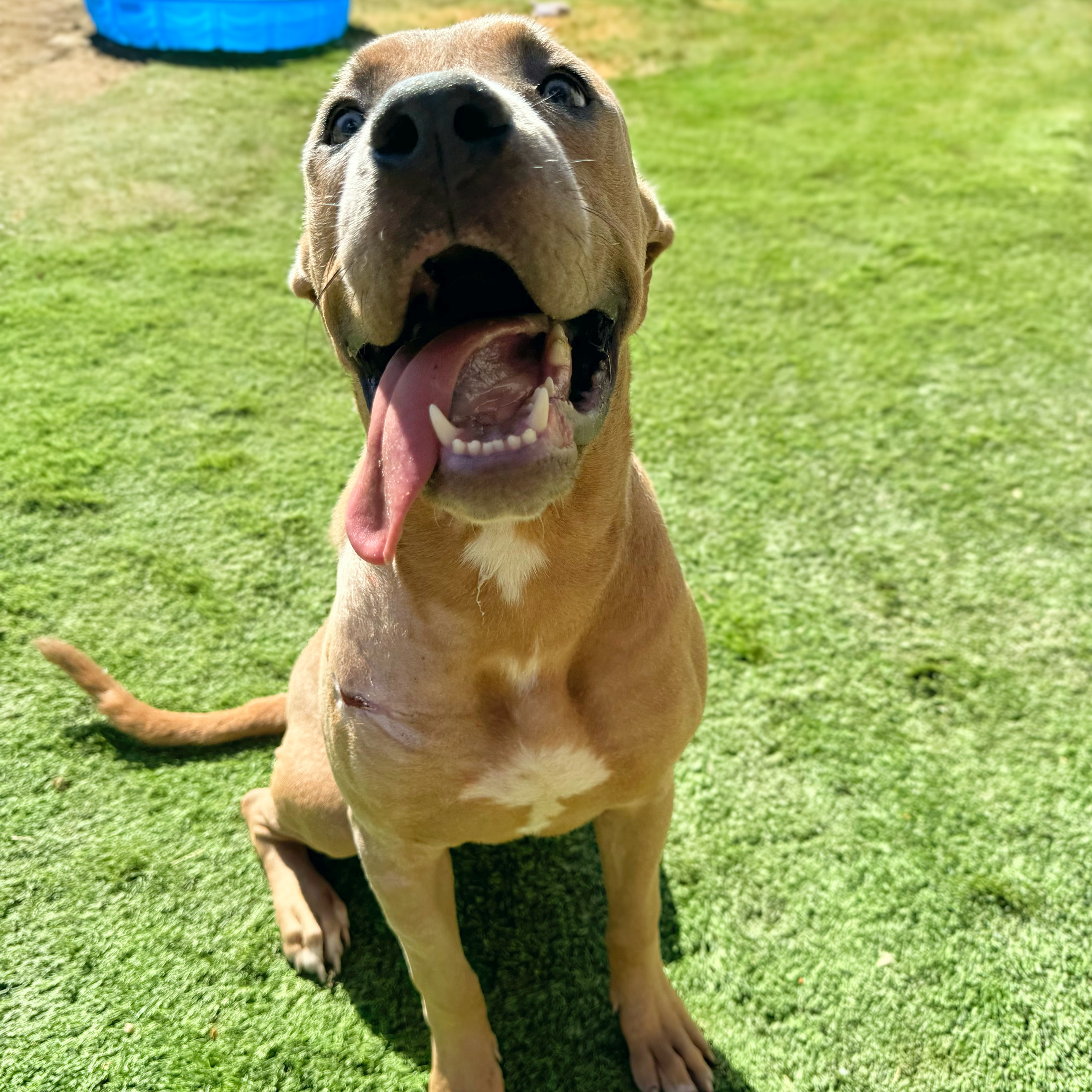 Enlarge Duke, a Adoptable mixed breed in Haslet, TX image 2/3