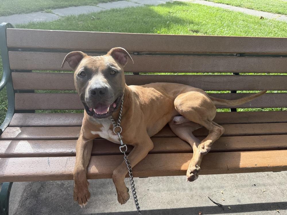 Enlarge Sterling, a Adoptable mixed breed in Fremont, NE image 1/2