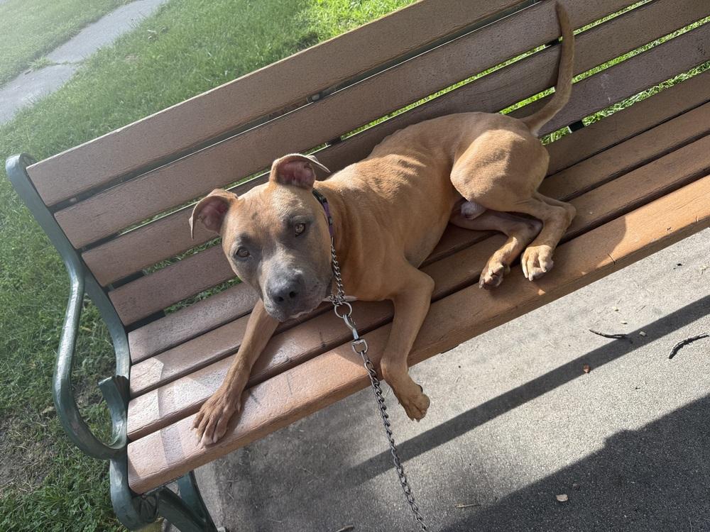 Enlarge Sterling, a Adoptable mixed breed in Fremont, NE image 2/2