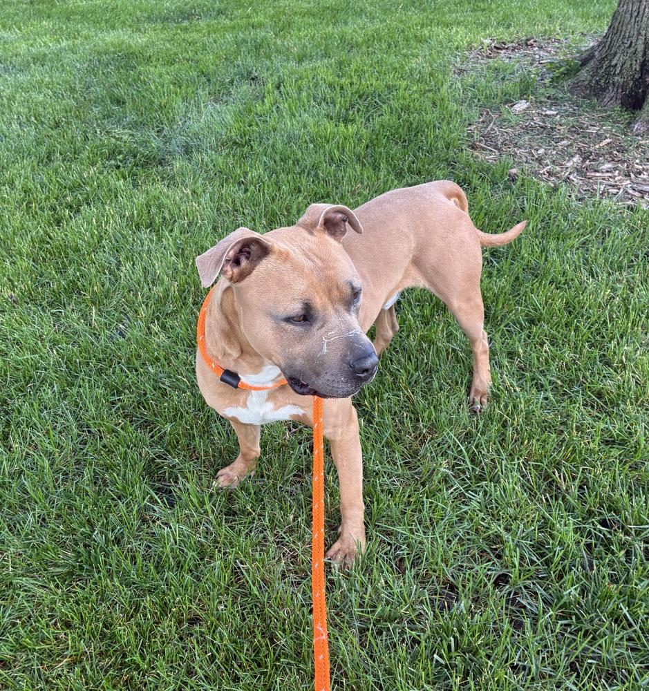 Sterling, Adoptable, Adult Male Boxer & Pit Bull Terrier.