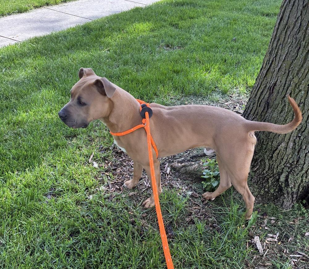 Sterling, a Adoptable mixed breed in Fremont, NE image 2/2