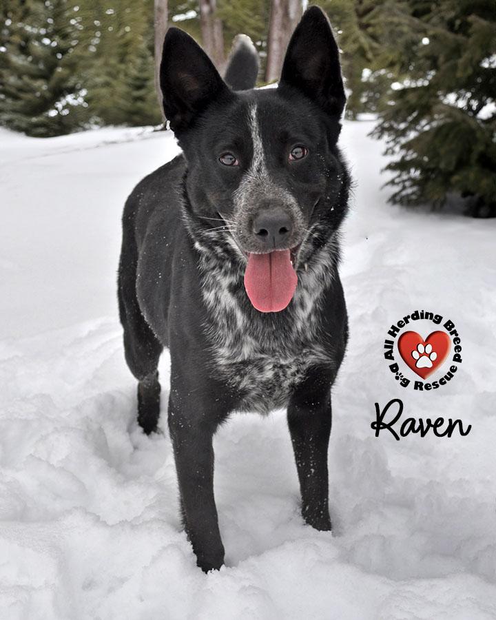 Raven, ADOPTABLE, Young Female Cattle Dog.