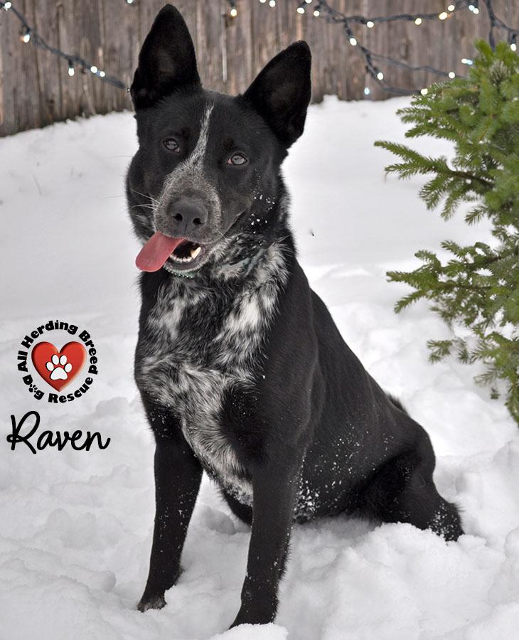 Enlarge Raven, an adoption pending mixed breed in Joliet, IL image 4/4