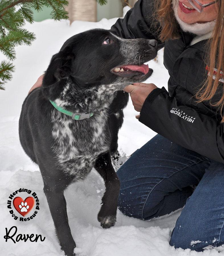 Enlarge Raven, an adoption pending mixed breed in Joliet, IL image 2/4